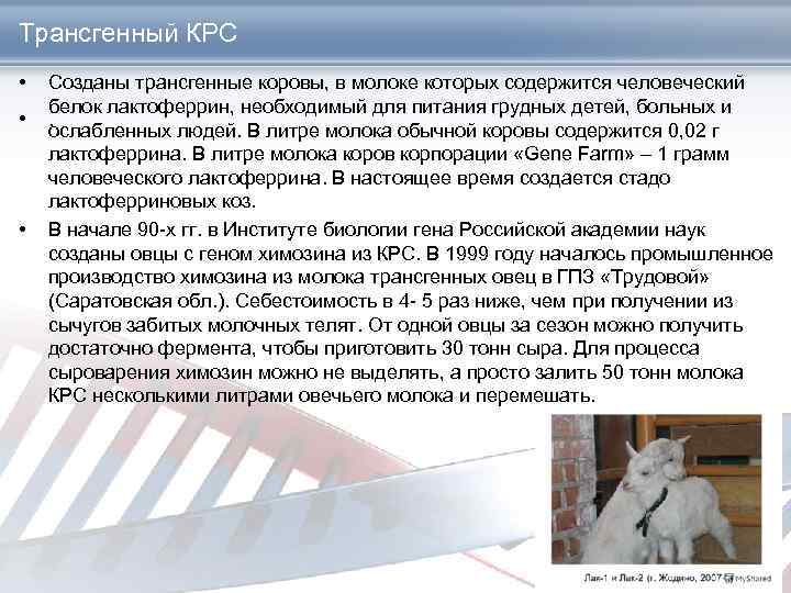 Трансгенный КРС • • • Созданы трансгенные коровы, в молоке которых содержится человеческий белок