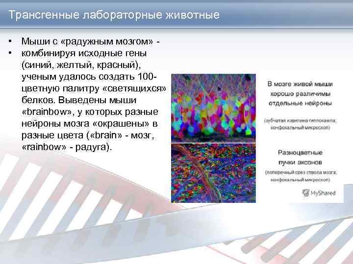 Трансгенные лабораторные животные • Мыши с «радужным мозгом» - • комбинируя исходные гены .