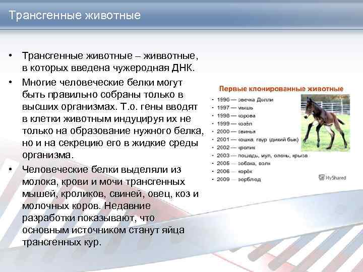 Трансгенные животные • Трансгенные животные – живвотные, в которых введена чужеродная ДНК. • Многие