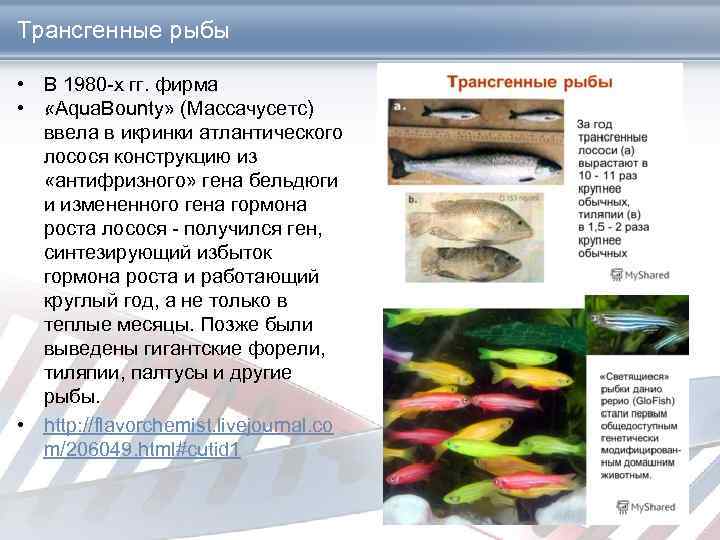 Трансгенные рыбы • В 1980 -х гг. фирма • . «Aqua. Bounty» (Массачусетс) ввела