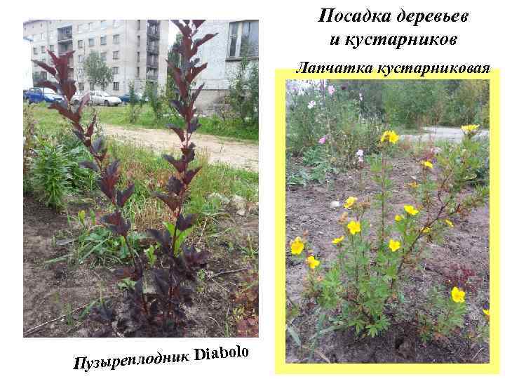 Посадка деревьев и кустарников Лапчатка кустарниковая лодник Diabolo Пузыреп 