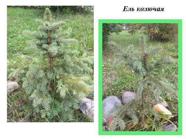 Ель колючая 