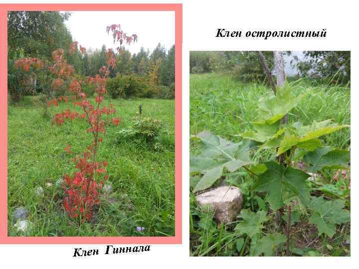 Клен остролистный Клен Гиннала 