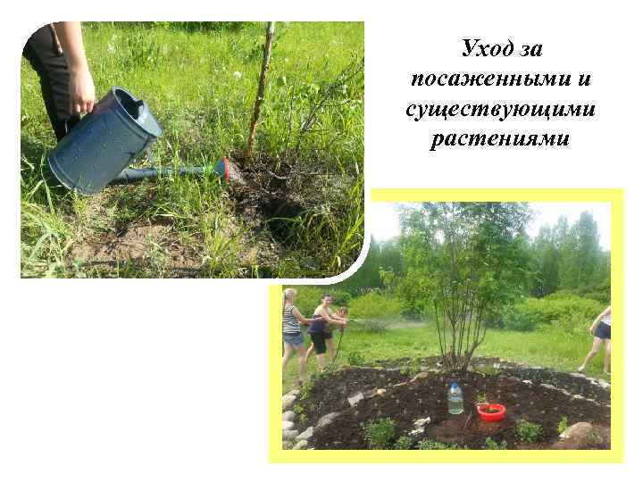 Уход за посаженными и существующими растениями 