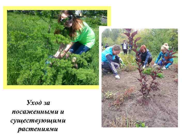 Уход за посаженными и существующими растениями 