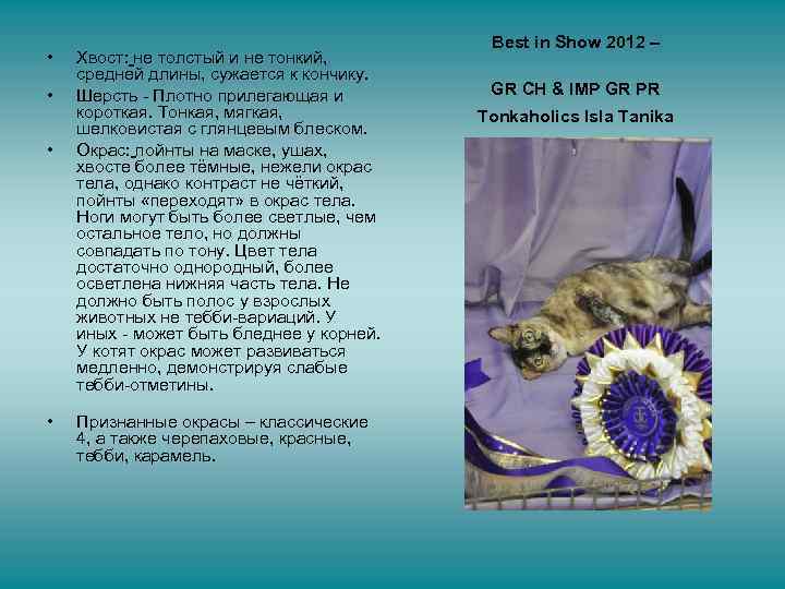  • • Хвост: не толстый и не тонкий, средней длины, сужается к кончику.