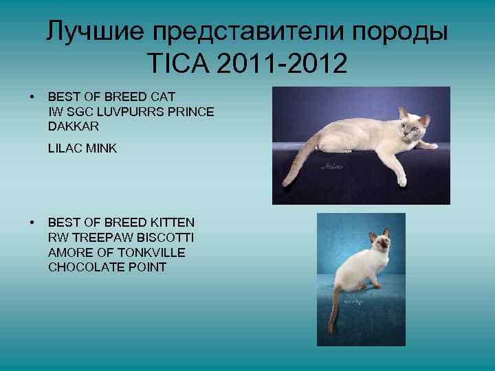 Лучшие представители породы TICA 2011 -2012 • BEST OF BREED CAT IW SGC LUVPURRS