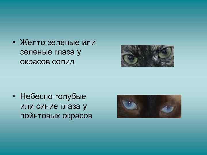  • Желто-зеленые или зеленые глаза у окрасов солид • Небесно-голубые или синие глаза