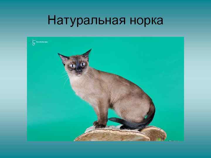 Натуральная норка 