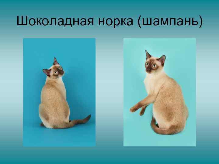 Шоколадная норка (шампань) 