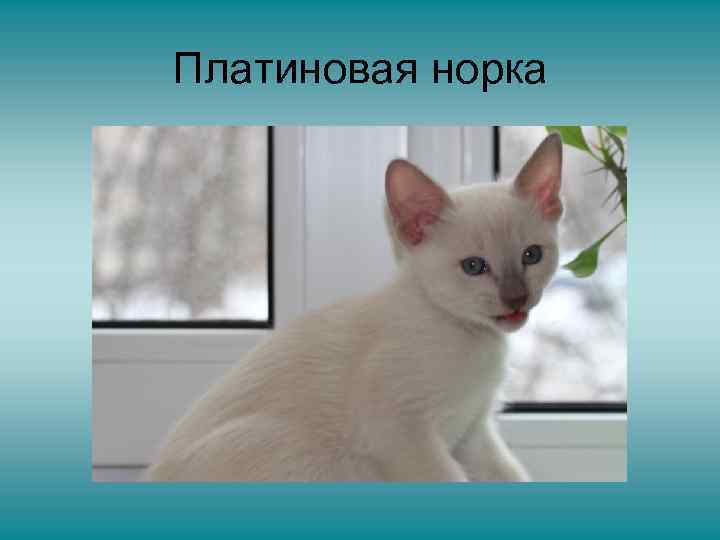 Платиновая норка 