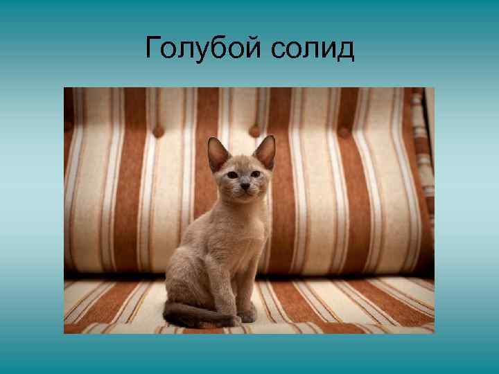 Голубой солид 