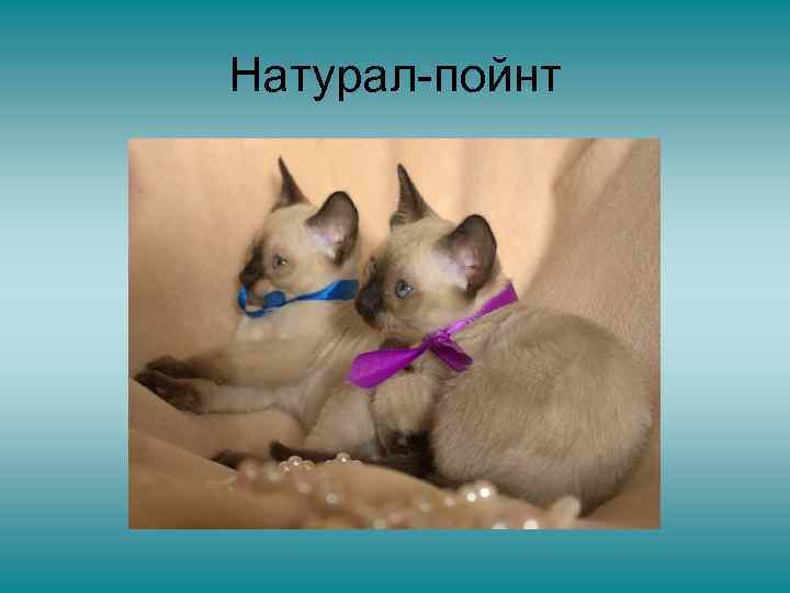 Натурал-пойнт 