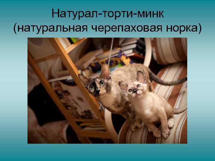 Натурал-торти-минк (натуральная черепаховая норка) 