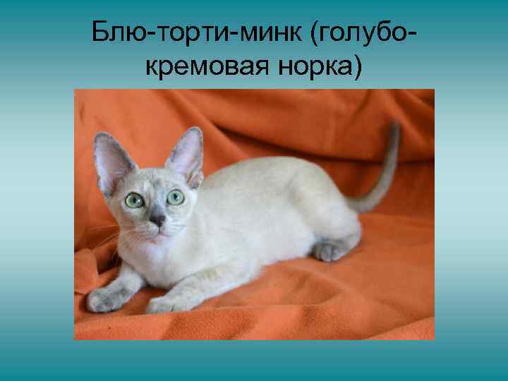 Блю-торти-минк (голубокремовая норка) 