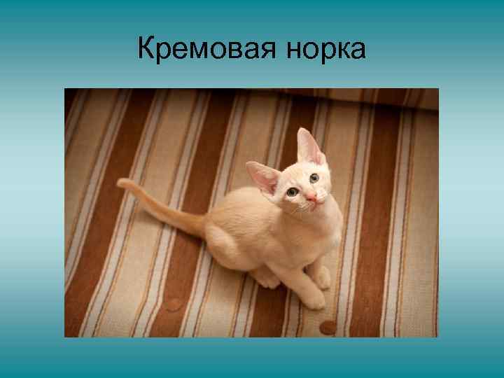 Кремовая норка 