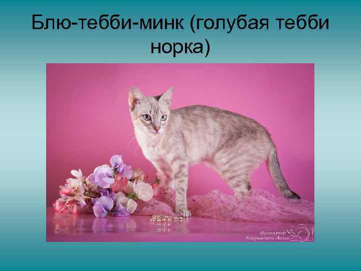 Блю-тебби-минк (голубая тебби норка) 