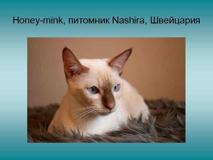 Honey-mink, питомник Nashira, Швейцария 