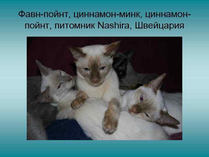 Фавн-пойнт, циннамон-минк, циннамонпойнт, питомник Nashira, Швейцария 