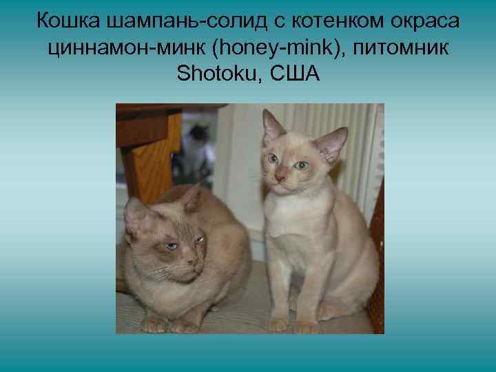 Кошка шампань-солид с котенком окраса циннамон-минк (honey-mink), питомник Shotoku, США 
