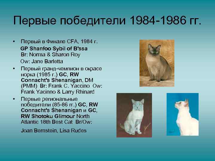 Первые победители 1984 -1986 гг. • Первый в Финале CFA, 1984 г. GP Shanfoo