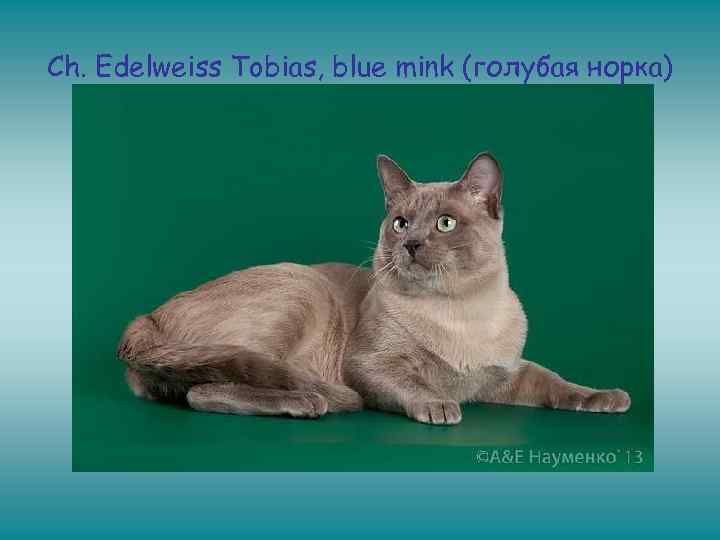 Ch. Edelweiss Tobias, blue mink (голубая норка) 