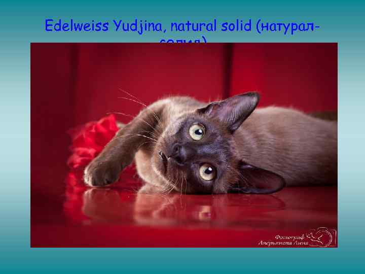 Edelweiss Yudjina, natural solid (натуралсолид) 