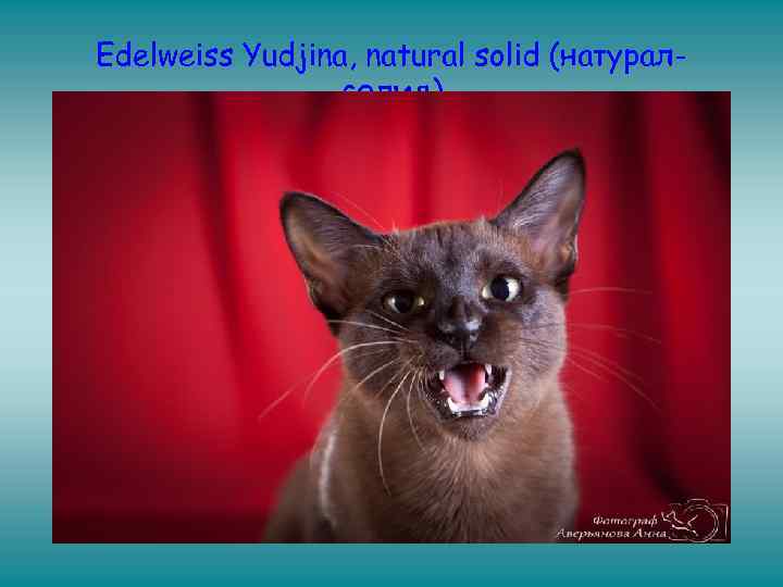 Edelweiss Yudjina, natural solid (натуралсолид) 