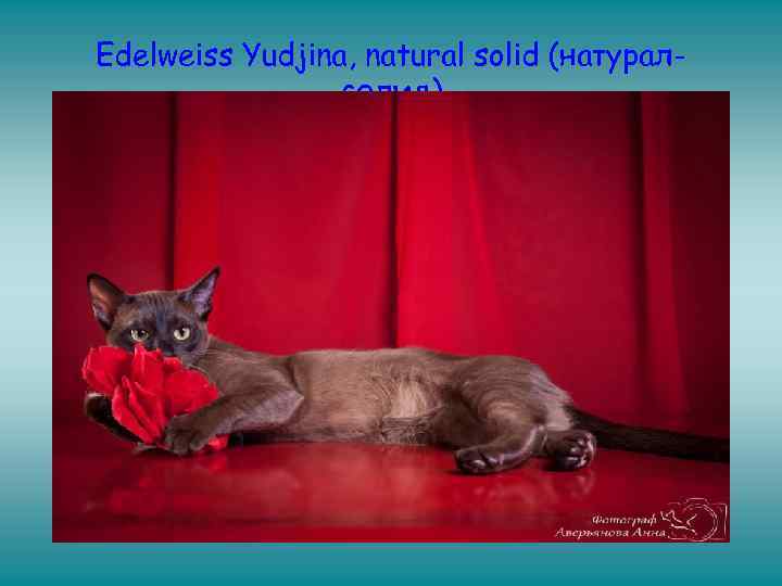 Edelweiss Yudjina, natural solid (натуралсолид) 