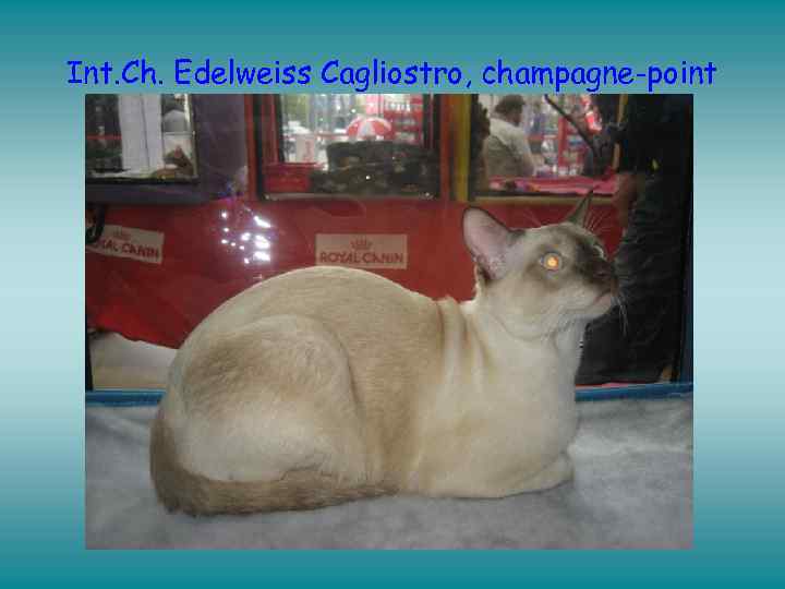 Int. Ch. Edelweiss Cagliostro, champagne-point 