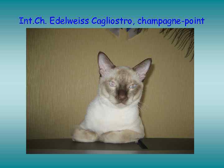 Int. Ch. Edelweiss Cagliostro, champagne-point 