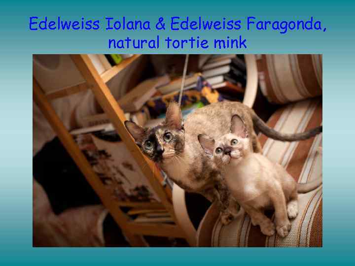 Edelweiss Iolana & Edelweiss Faragonda, natural tortie mink 