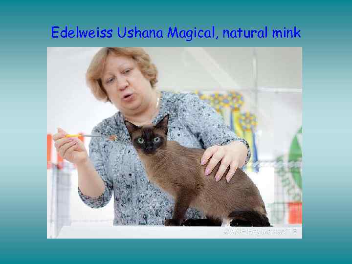 Edelweiss Ushana Magical, natural mink 