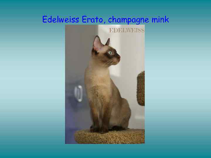 Edelweiss Erato, champagne mink 