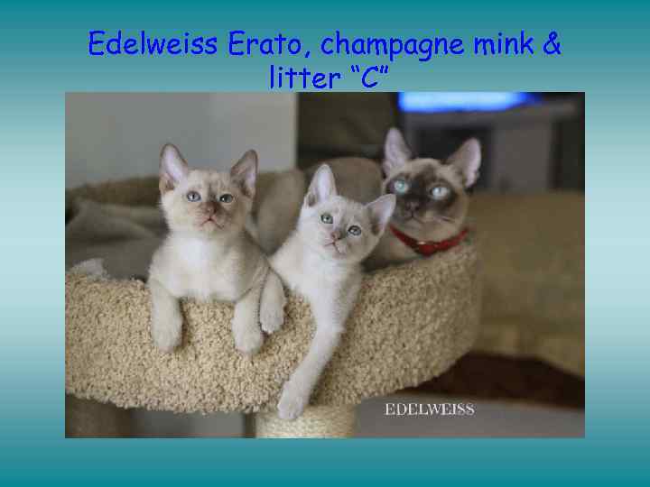 Edelweiss Erato, champagne mink & litter “C” 