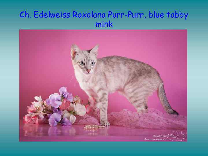 Ch. Edelweiss Roxolana Purr-Purr, blue tabby mink 