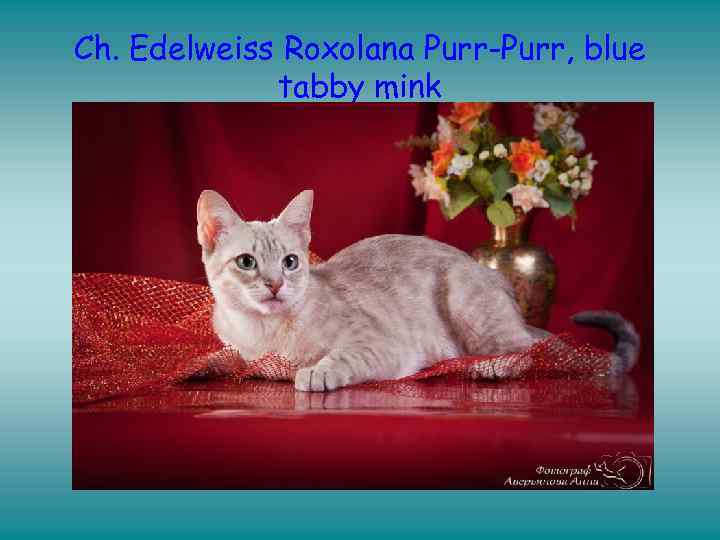 Ch. Edelweiss Roxolana Purr-Purr, blue tabby mink 