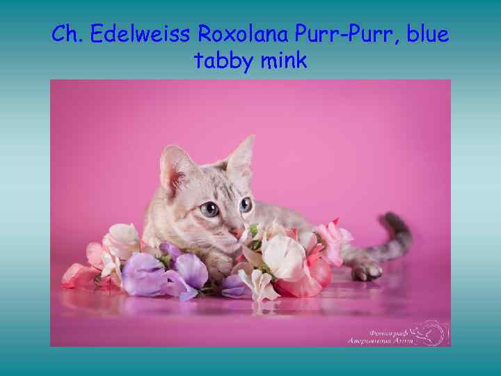 Ch. Edelweiss Roxolana Purr-Purr, blue tabby mink 