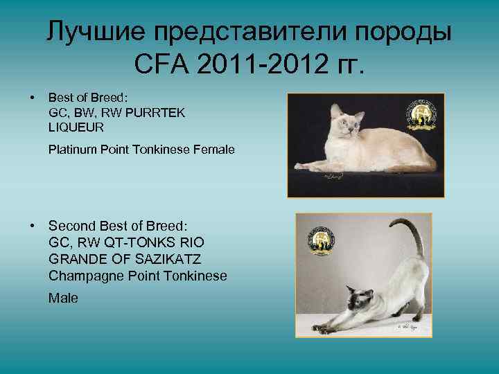 Лучшие представители породы CFA 2011 -2012 гг. • Best of Breed: GC, BW, RW