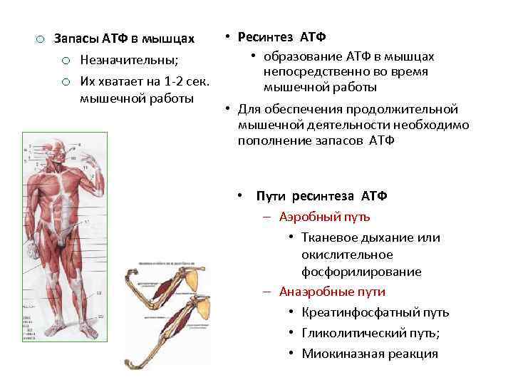 Работа мышц 9 класс. АТФ В мышцах. АТФ синтезируется в мышечном волокне в:. Образование АТФ В мышцах. Источники АТФ В мышце.