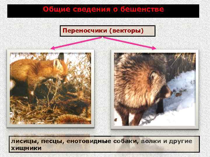 Общие сведения о бешенстве Переносчики (векторы) лисицы, песцы, енотовидные собаки, волки и другие хищники
