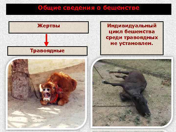 Общие сведения о бешенстве Жертвы Травоядные Индивидуальный цикл бешенства среди травоядных не установлен. 