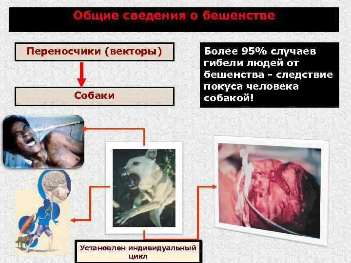 Общие сведения о бешенстве Переносчики (векторы) Собаки Установлен индивидуальный цикл Более 95% случаев гибели