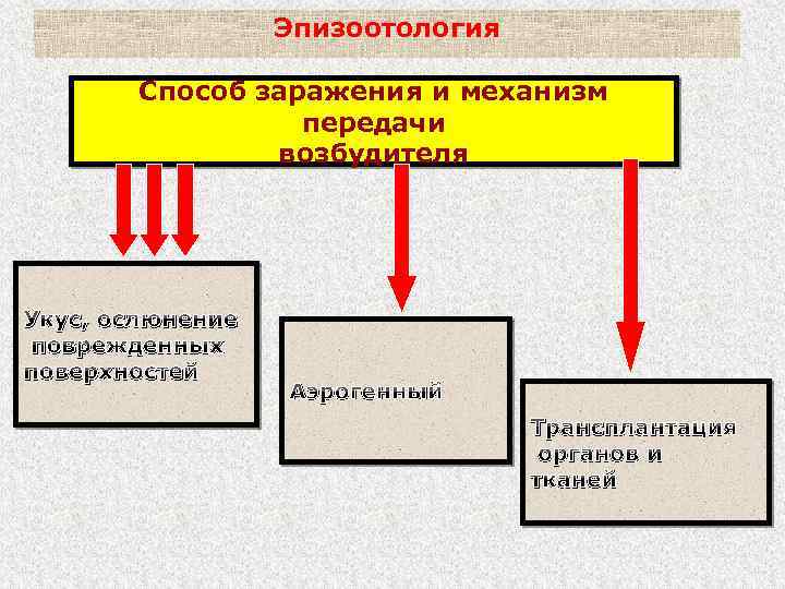 Эпизоотология Способ заражения и механизм передачи возбудителя Укус, ослюнение поврежденных поверхностей Аэрогенный Трансплантация органов