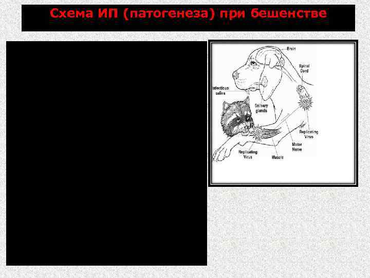 Схема ИП (патогенеза) при бешенстве Развитие ИП зависит от дозы вируса, его вирулентности и