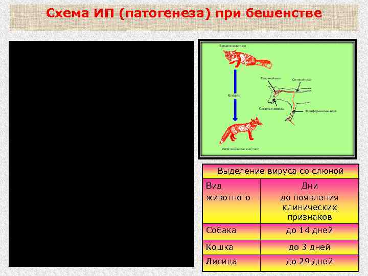 Схема ИП (патогенеза) при бешенстве Возбудитель вызывает раздражение клеток важнейших отделов ЦНС, что ведет