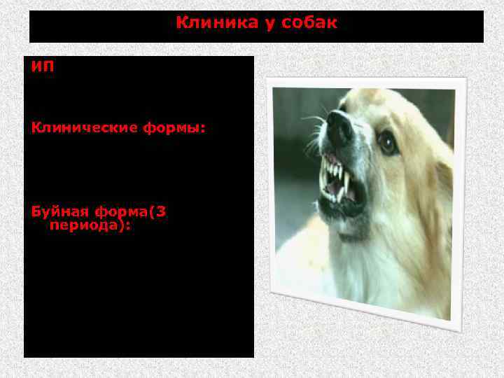 Клиника у собак ИП от нескольких дней до 1 года и (в среднем 3.
