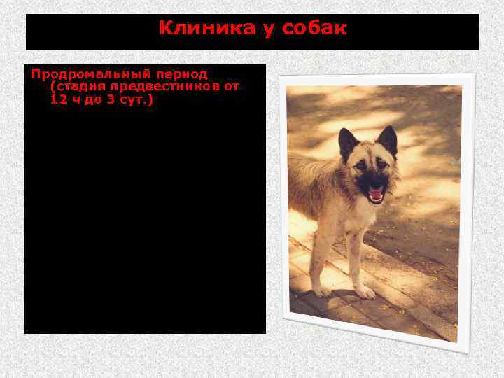 Клиника у собак Продромальный период (стадия предвестников от 12 ч до 3 сут. )