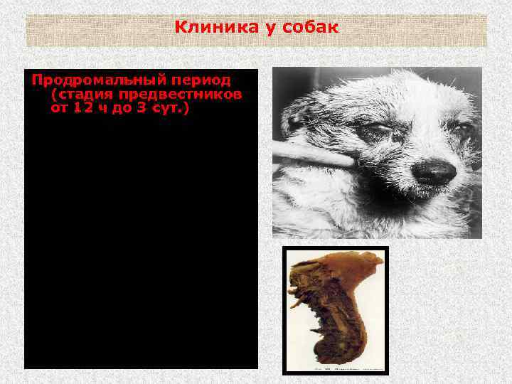 Клиника у собак Продромальный период (стадия предвестников от 12 ч до 3 сут. )