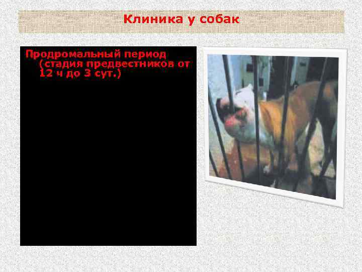 Клиника у собак Продромальный период (стадия предвестников от 12 ч до 3 сут. )